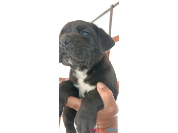 Cane Corso