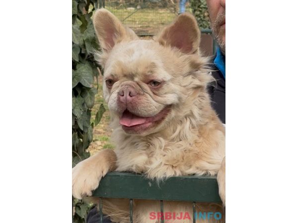 Francuski buldog, zenka u teranju