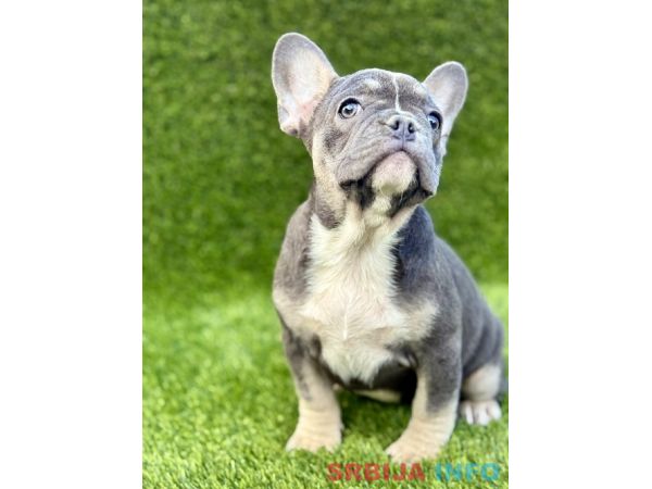 Francuski buldog