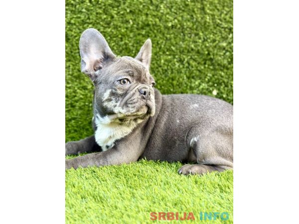 Francuski buldog