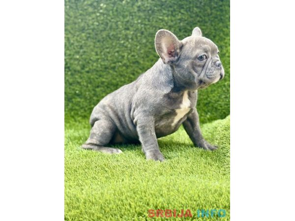 Francuski buldog