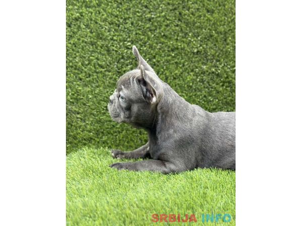 Francuski buldog