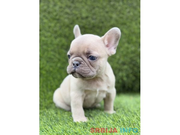 Prelepi &scaron;tenci FRANCUSKOG Buldoga