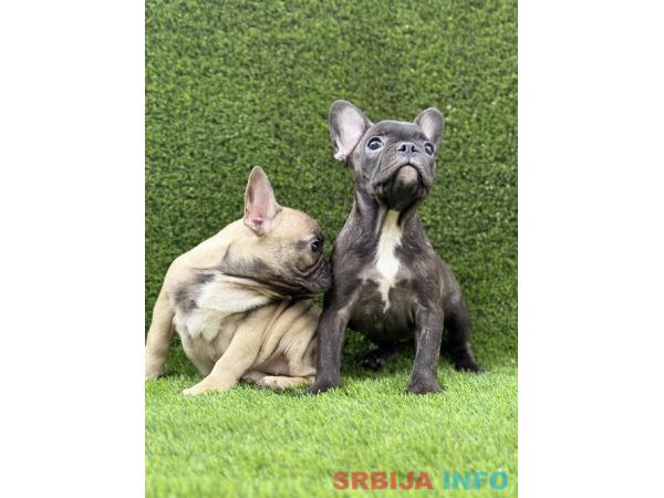 Prelepi &scaron;tenci FRANCUSKOG Buldoga