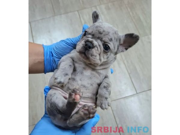Francuski buldog exotic