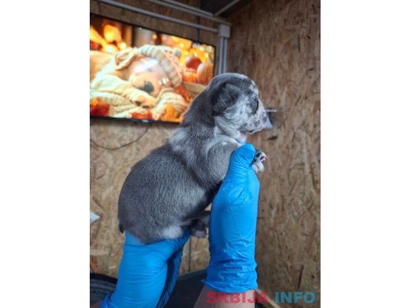 Francuski buldog exotic