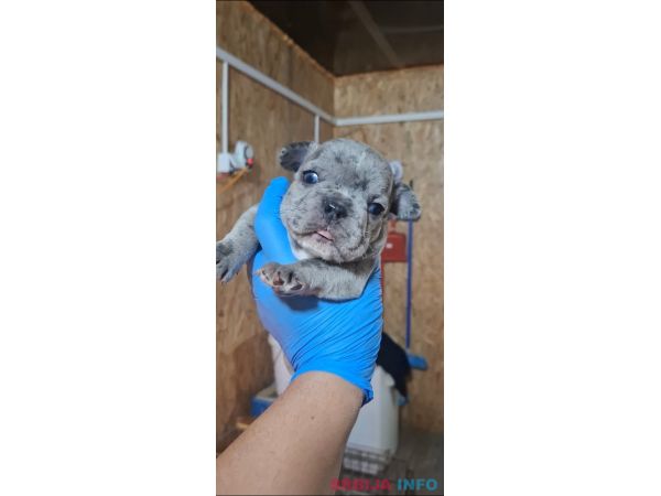 Francuski buldog exotic