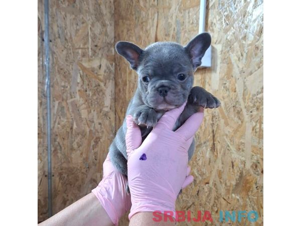 Francuski buldog exotic