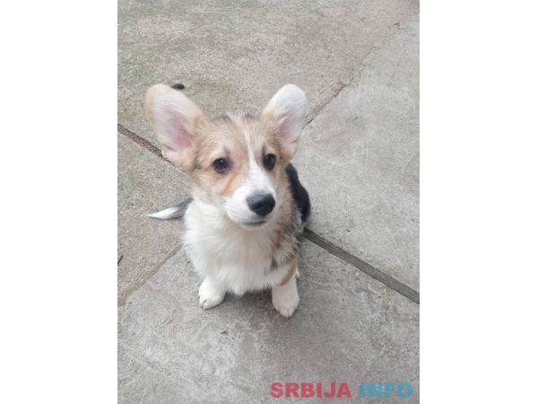 Vel&scaron;ki korgi &scaron;tenci