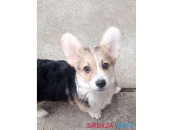 Vel&scaron;ki korgi &scaron;tenci