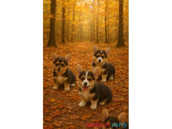 Vel&scaron;ki korgi &scaron;tenci