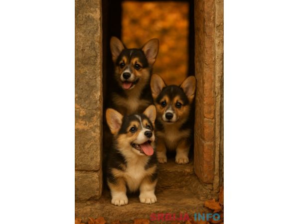 Vel&scaron;ki korgi &scaron;tenci