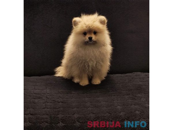 Štenci pomeranskog špica