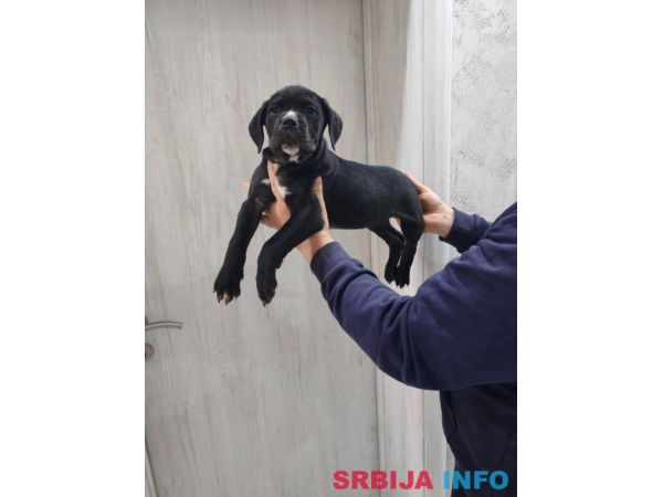 Na prodaju stenad Cane Corso 