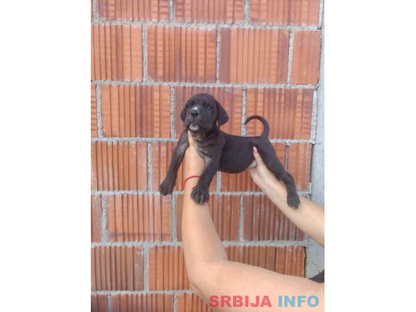 Cane Corso &scaron;tenci &scaron;ampionskog porekla! 