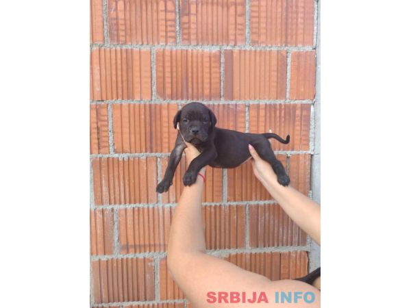 Cane Corso &scaron;tenci &scaron;ampionskog porekla! 