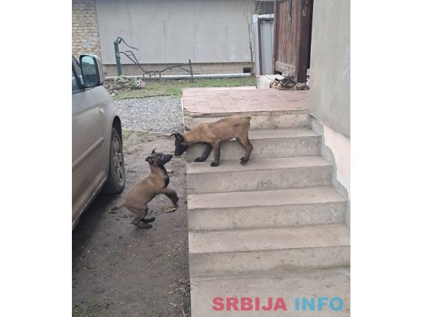 Belgijski ovčar Malinoa