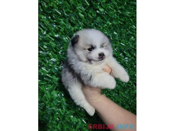 Pomeranac prelepi &scaron;tenci