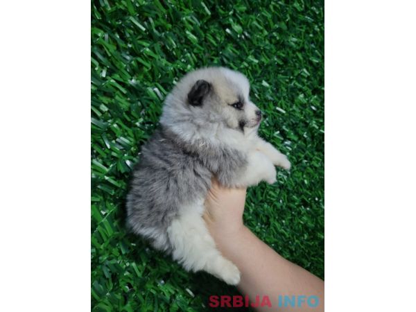 Pomeranac prelepi &scaron;tenci