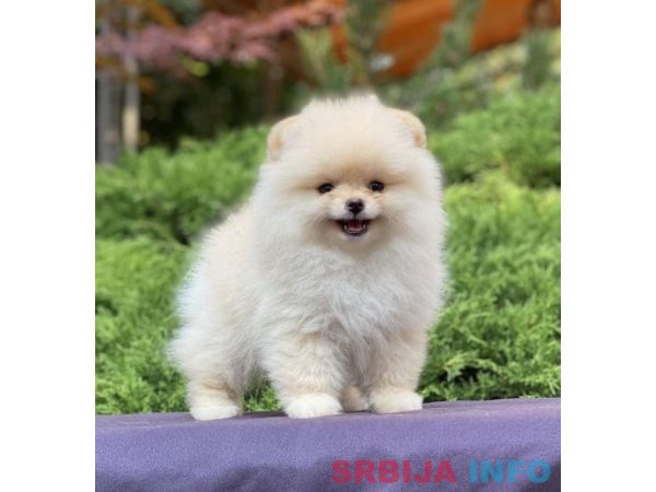 Pomeranac prelepi &scaron;tenci