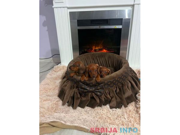 Patuljasti jazavičari kratkodlaki 