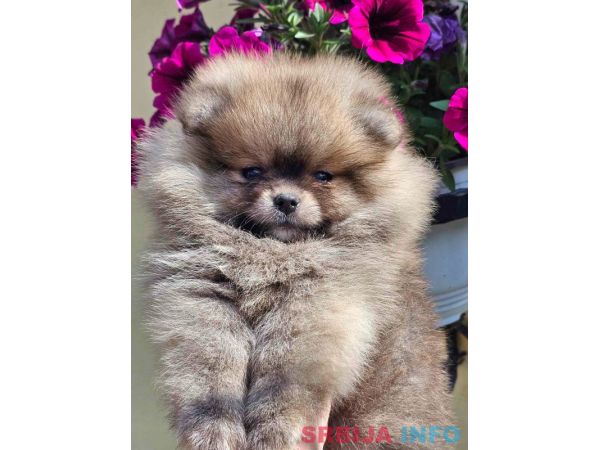 Pomeranac BOO medvedići, Pomeranski &Scaron;pic