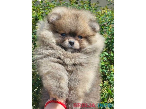 Pomeranac BOO medvedići, Pomeranski &Scaron;pic