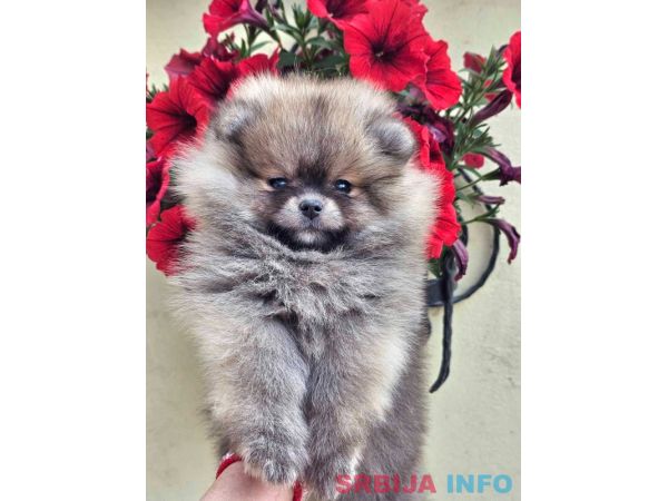 Pomeranac BOO medvedići, Pomeranski &Scaron;pic