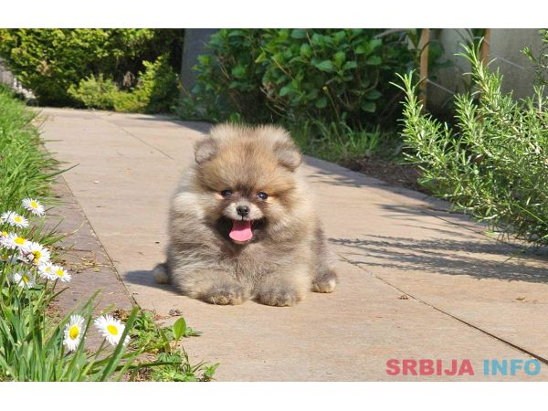 Pomeranac BOO medvedići, Pomeranski &Scaron;pic