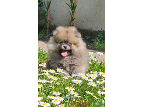 Pomeranac BOO medvedići, Pomeranski &Scaron;pic