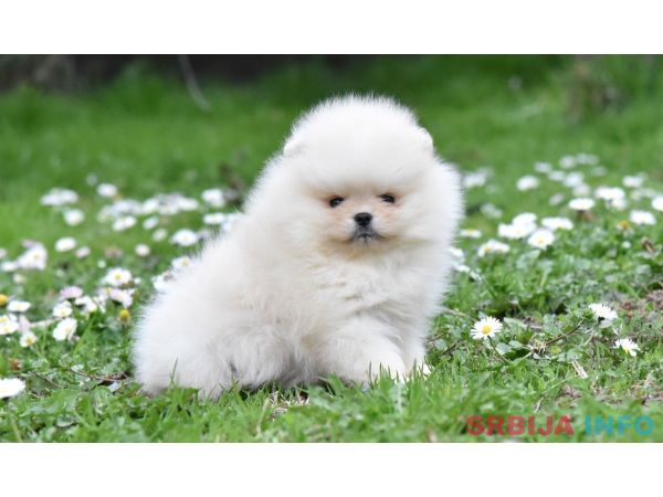 Pomeranac BOO medvedići, Pomeranski &Scaron;pic