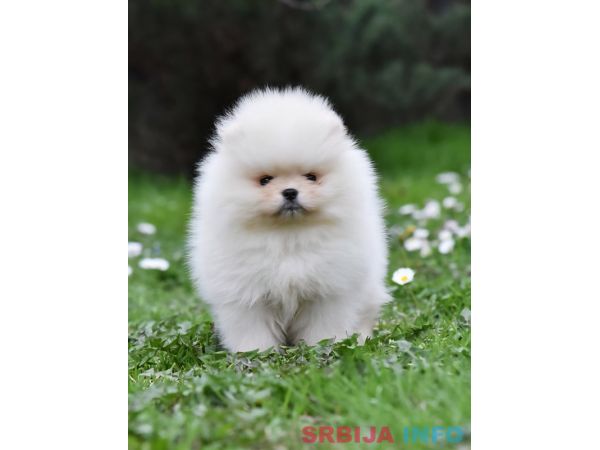 Pomeranac BOO medvedići, Pomeranski &Scaron;pic