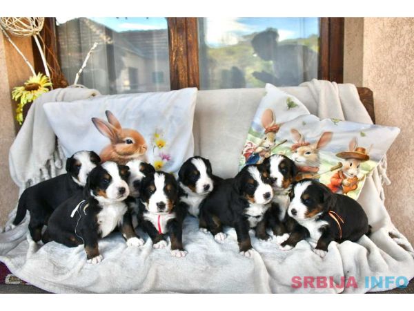 Bernski planinski pas 