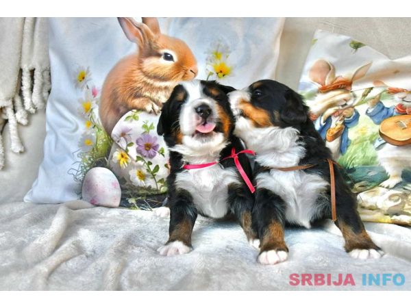 Bernski planinski pas 