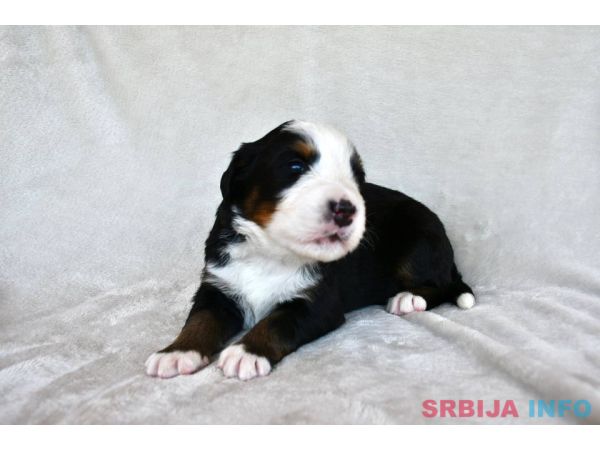 Bernski planinski pas 