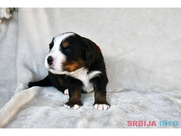 Bernski planinski pas 