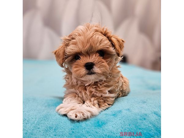 Prelepo leglo &scaron;teneta maltipua