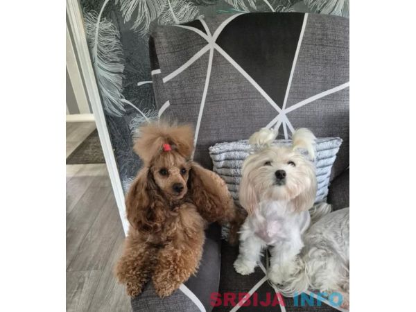 Prelepo leglo &scaron;teneta maltipua