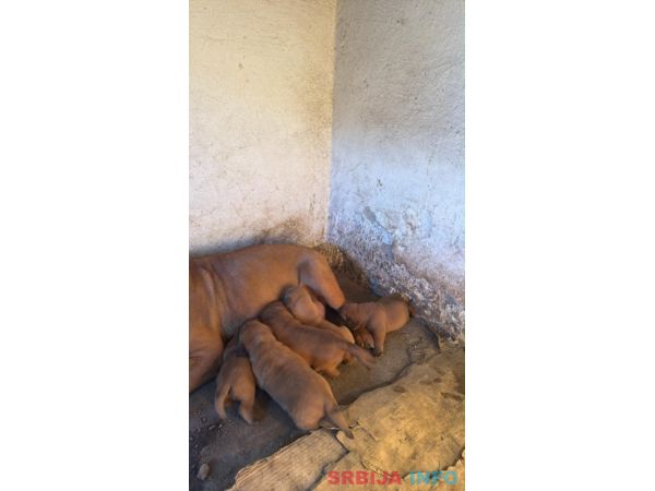 Bordoška Doga prelepi štenci