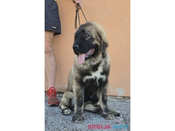 Kavkaski ovčar vrhunski štenci