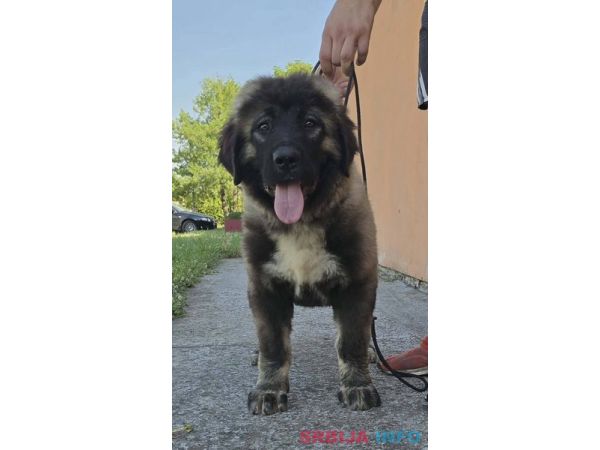 Kavkaski ovčar vrhunski &scaron;tenci