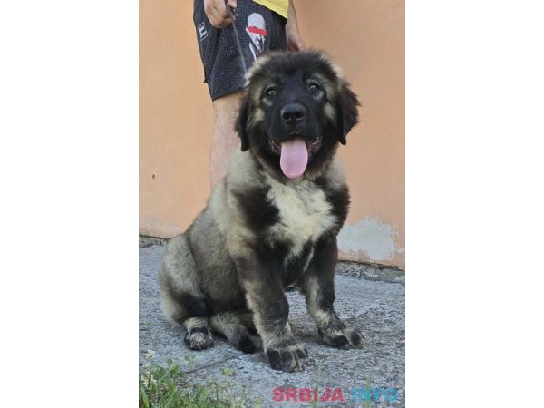Kavkaski ovčar vrhunski &scaron;tenci