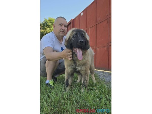 Kavkaski ovčar vrhunski &scaron;tenci