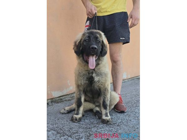 Kavkaski ovčar vrhunski &scaron;tenci