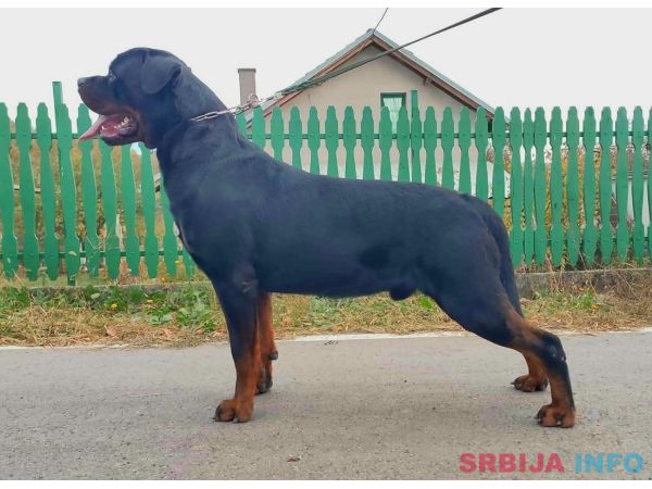 Rotvajler, mu&scaron;ka &scaron;tenad