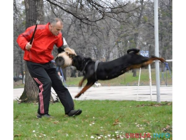 Rotvajler, mu&scaron;ka &scaron;tenad