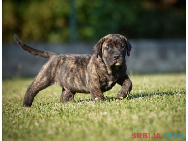 Na prodaju stenci Presa Canario 
