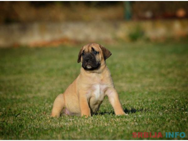 Na prodaju stenci Presa Canario 
