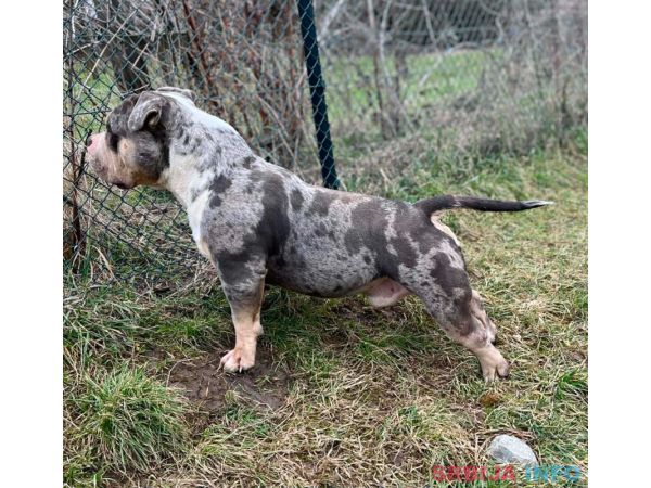 American bully pocket mužjak i ženka na prodaju