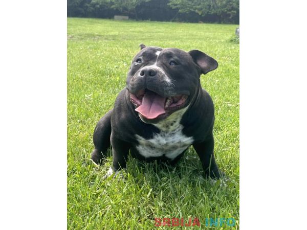 American bully pocket mužjak i ženka na prodaju
